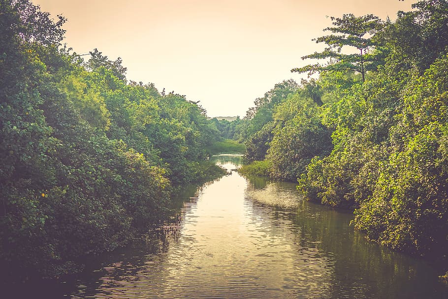 singapore, stream, nature, trees, leaves, green, water, plant HD wallpaper