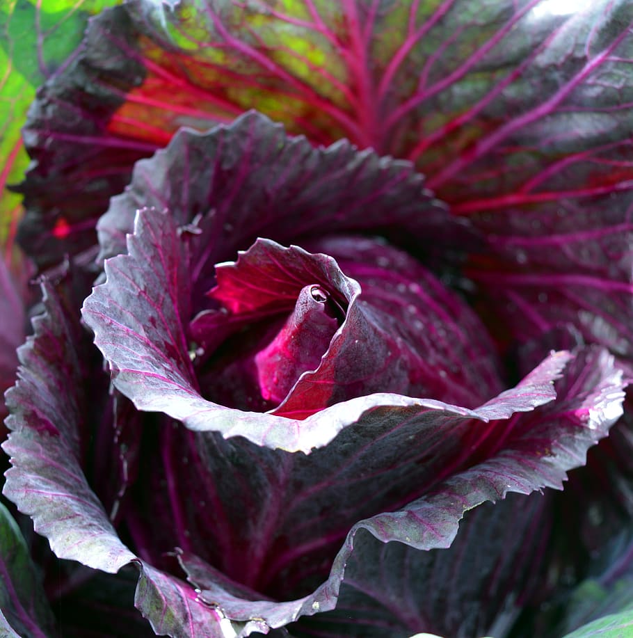 kohl, red cabbage, vegetables, plant, beauty in nature, close-up HD wallpaper