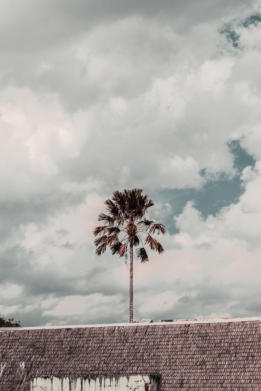 Brown Leafed Tree Under Cloudy Skies, clouds, cloudy sky, dawn HD wallpaper