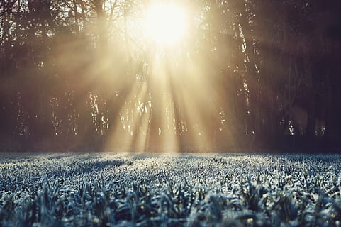 white leaf plants covered with tall trees, grass, frozen, sun HD wallpaper
