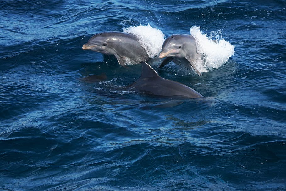 guadeloupe, dolphin, water, sea, animals, dolphins, jump, blue, HD wallpaper