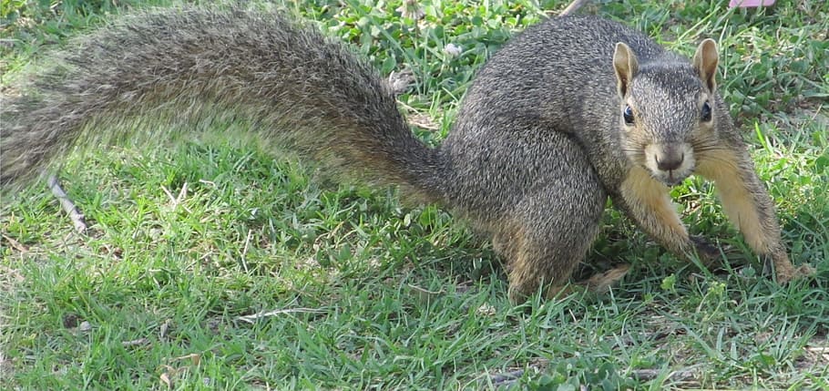 squirrel, pose, animal, fast, brown, grass, animal wildlife HD wallpaper