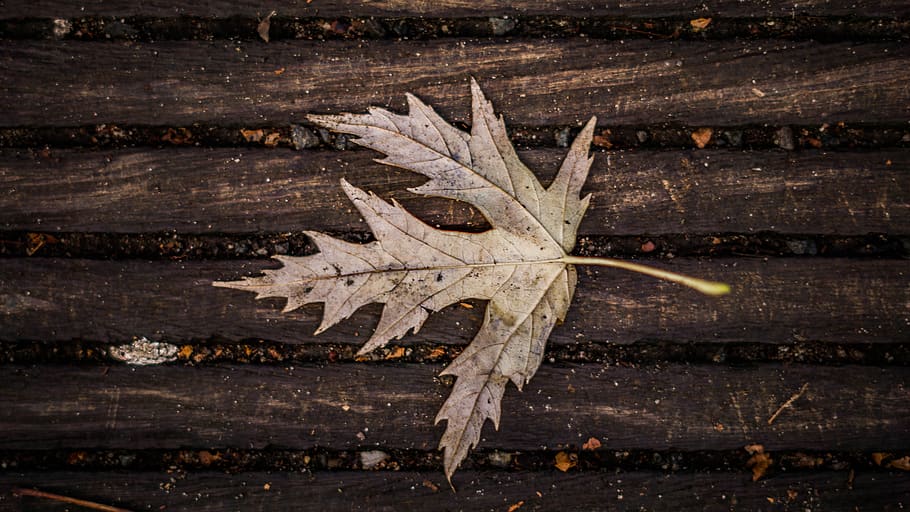 autumn, leaf, nature, leaves, fall foliage, fall color, fall leaves HD wallpaper