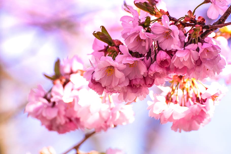 flowers, nature, blossoms, pink, cherry, sakura, branches, petals, HD wallpaper