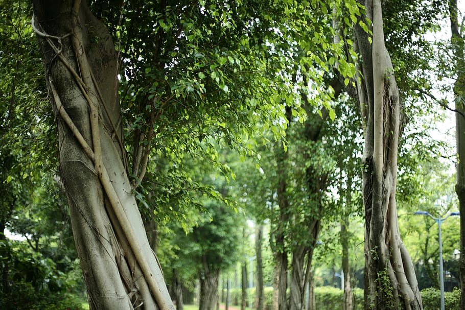 plant, tree, outdoors, tree trunk, garden, arbour, vegetation HD wallpaper