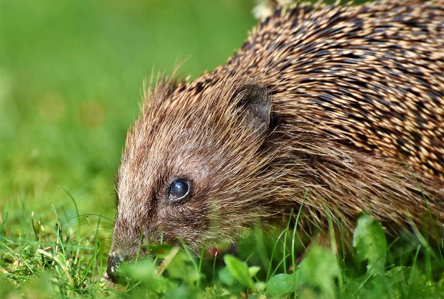 hedgehog, spur, hannah, foraging, nocturnal, cute, animal, prickly HD wallpaper