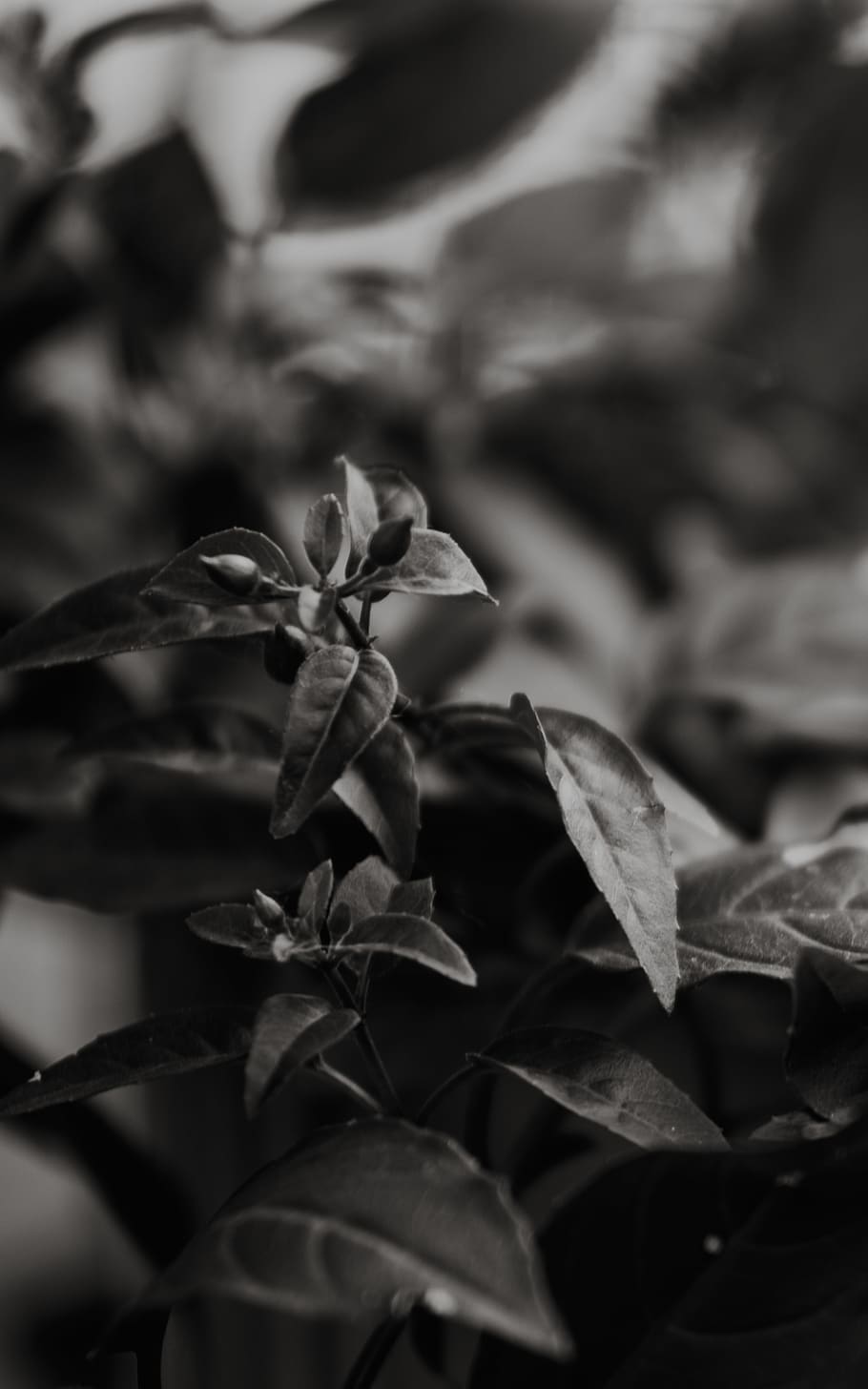 black, white, leaves, tree, trees, nature, forest, outdoors HD wallpaper