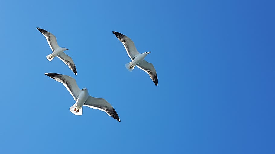 seagull, sky, blue, flying, bird, wildlife, flight, animal HD wallpaper