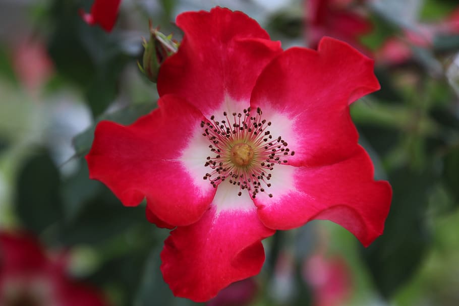 flora, flowers, romance, flowering plant, fragility, vulnerability HD wallpaper