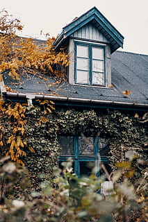 black house at daytime, window, plant, denmark, københavn, nordområdet 147 HD wallpaper