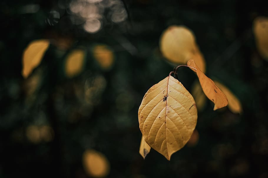 yellow leaf, sea life, animal, flora, plant, maple leaf, invertebrate HD wallpaper