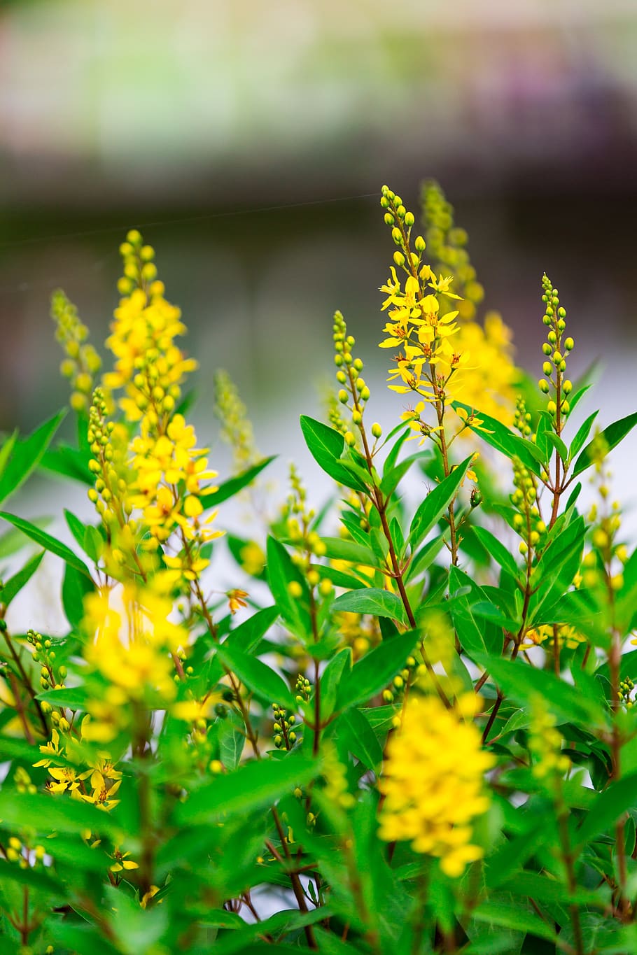 nature, green, leaf, blossom, flowers, plant, summer, spring HD wallpaper