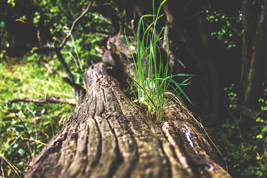 germany, lich, eberstadt, grass, wood, tree, focus, branch HD wallpaper
