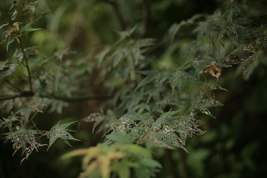 plant, leaf, weed, moss, animal, flower, blossom, fern, tree HD wallpaper