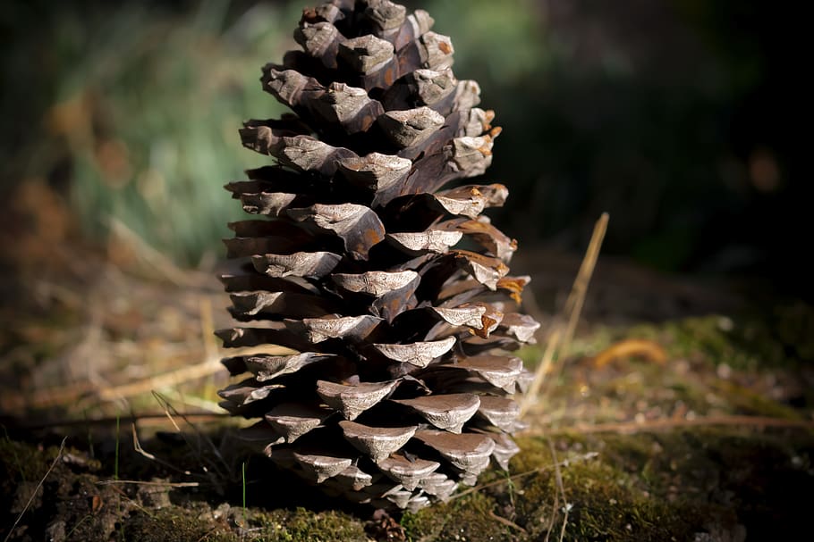 pine, pinheiro, nature, pine cones, conifer, flora, plant, autumn, HD wallpaper