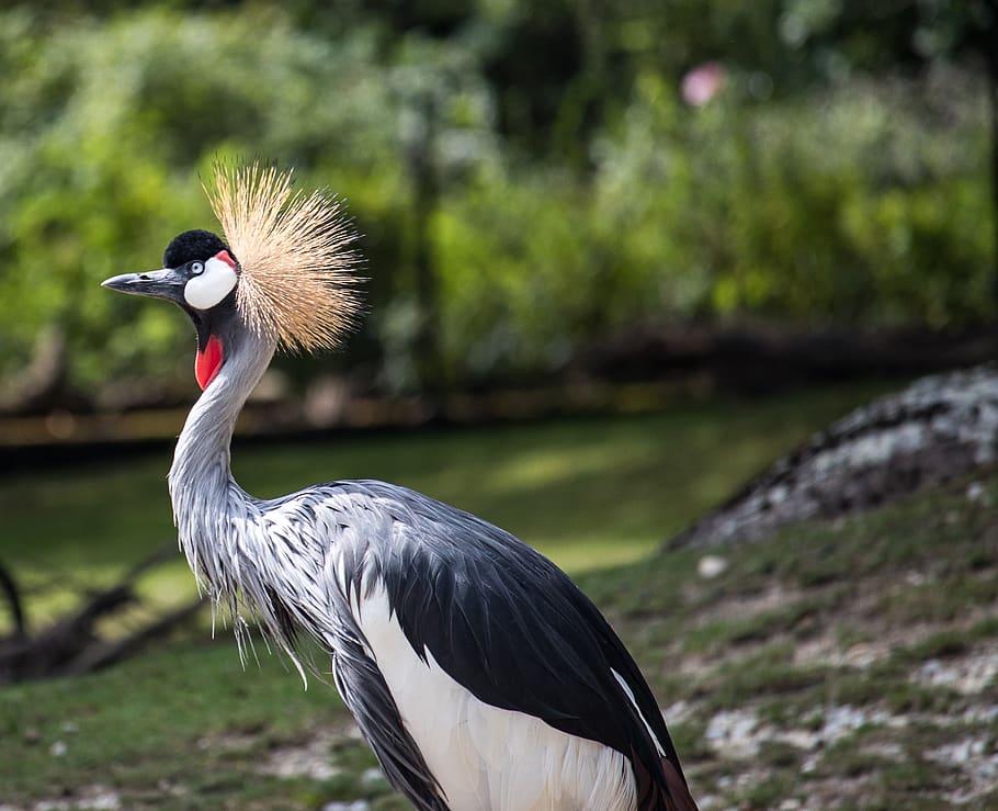 grey crowned crane, bird, animal, animal world, spring crown, HD wallpaper