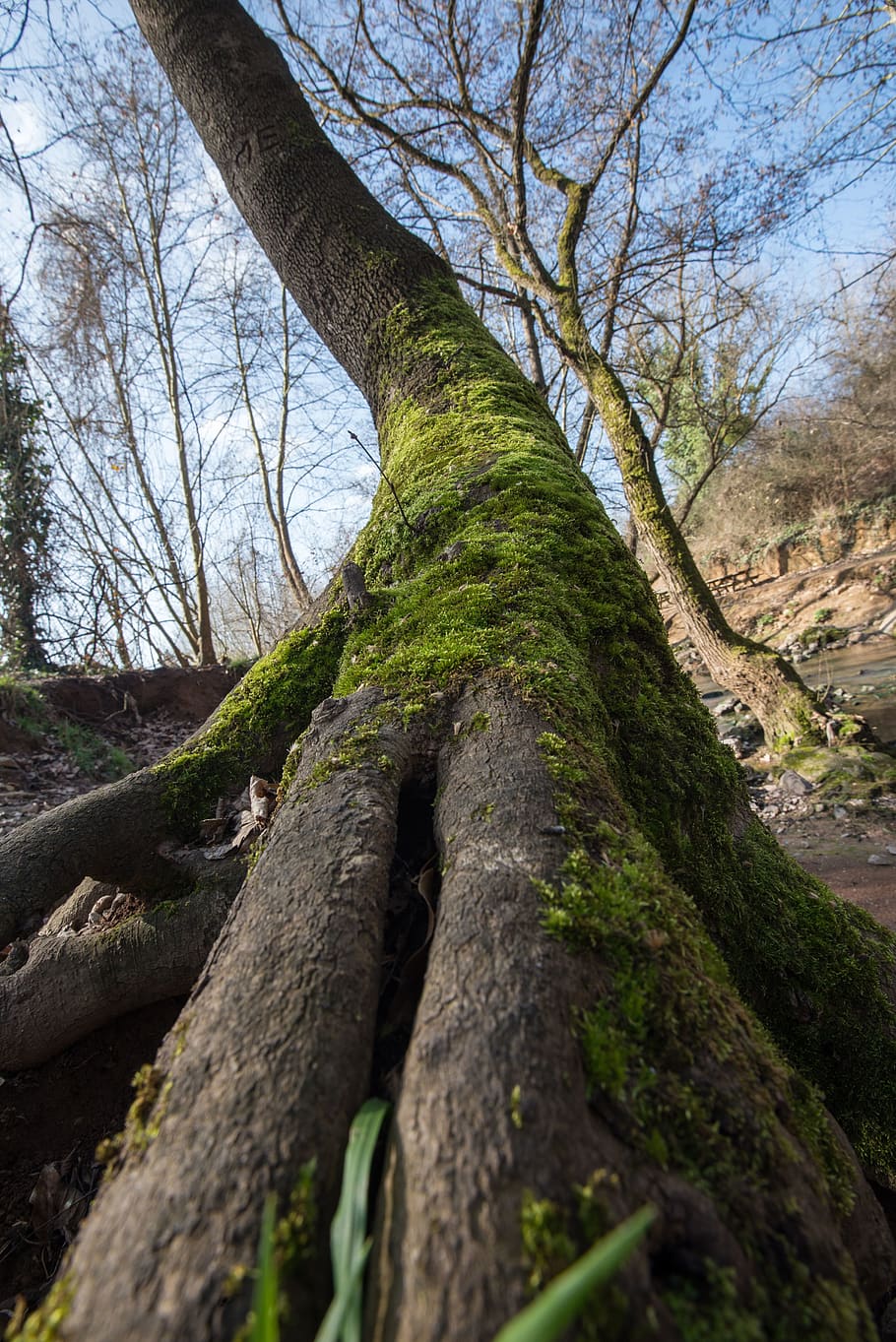 plant, tree, tree trunk, root, nature, moss, landscape, log HD wallpaper