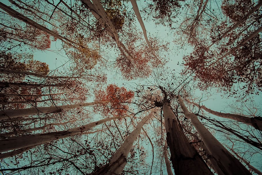 plant, tree, light, flare, redwood, sunlight, nature, forest HD wallpaper