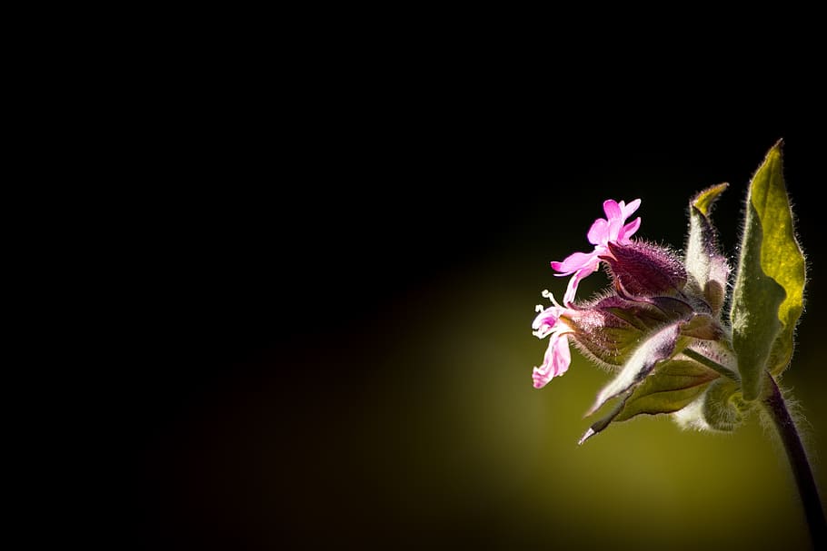 Low Pink Petal Flower With Green Leaves, bloom, blossom, flora HD wallpaper