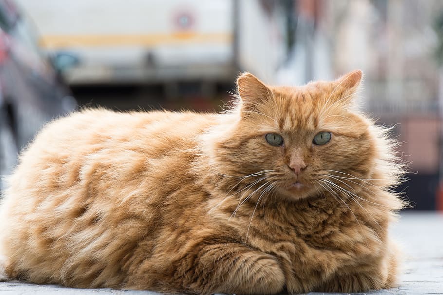 italy, rome, cat, domestic, mammal, feline, pets, domestic cat HD wallpaper