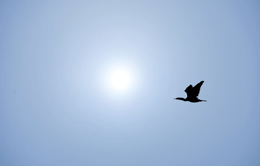 flight, bird, sky, water, feather, gull, animal, wildlife, eagle HD wallpaper