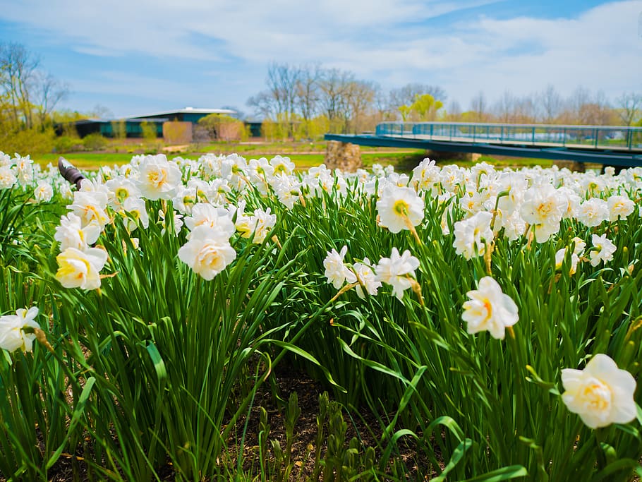 white, flowers, saturated, green, path, building, sky, blue HD wallpaper