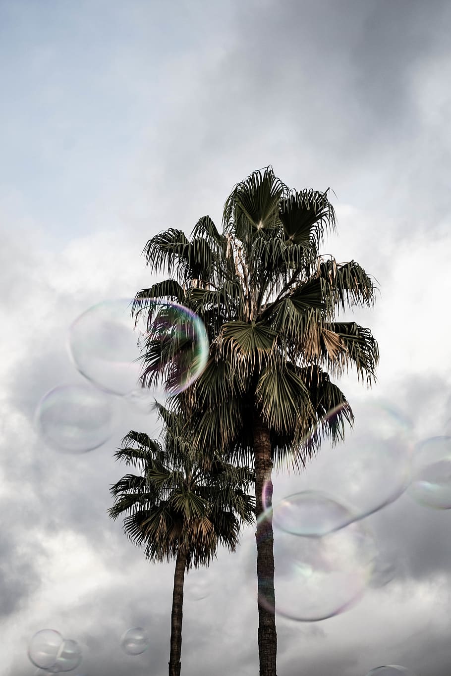 barcelona, spain, palmtrees, beach, nikon, bubbles, sky, cloud - sky HD wallpaper