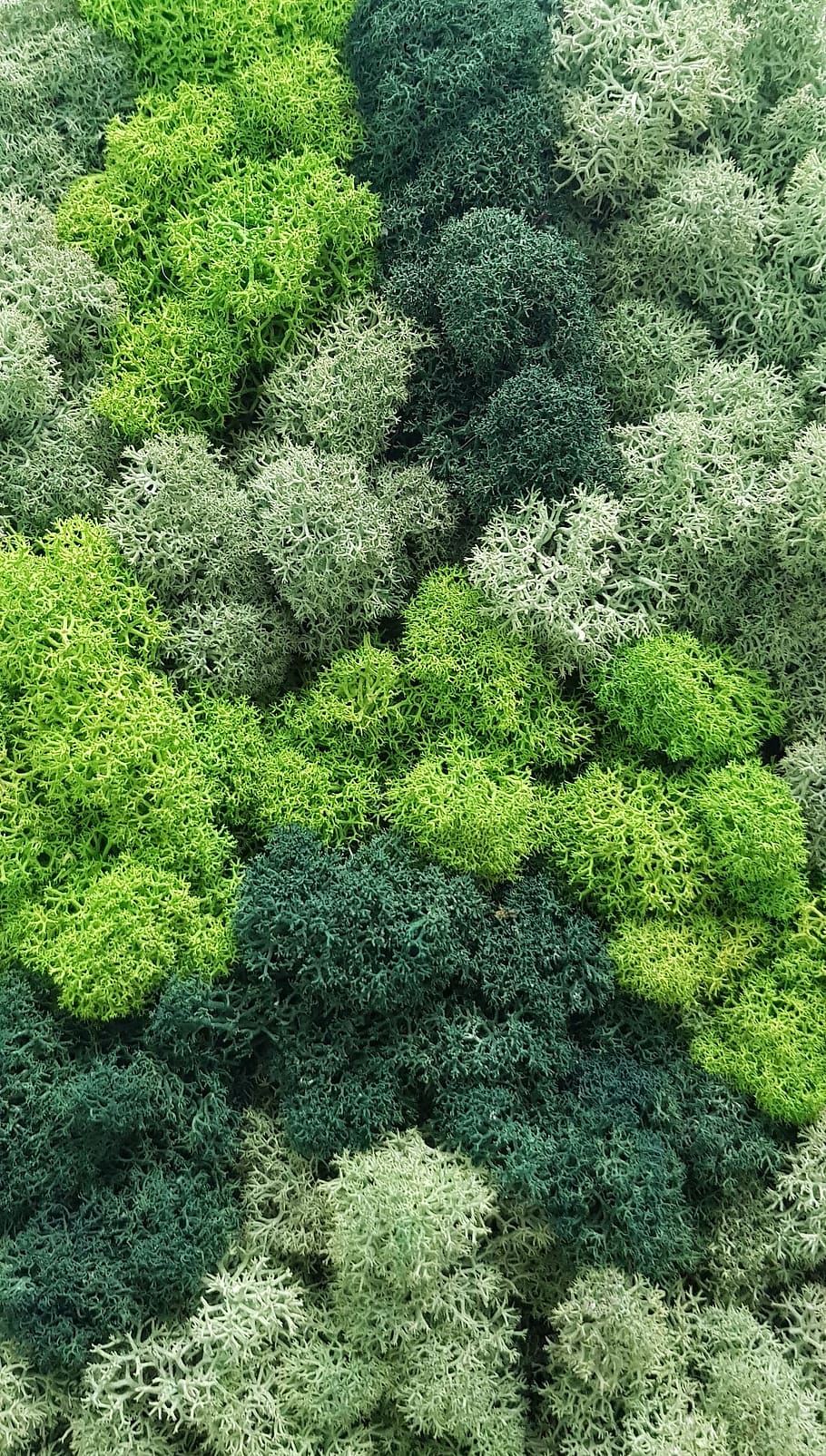ukraine, kharkiv, green color, growth, plant, beauty in nature HD wallpaper