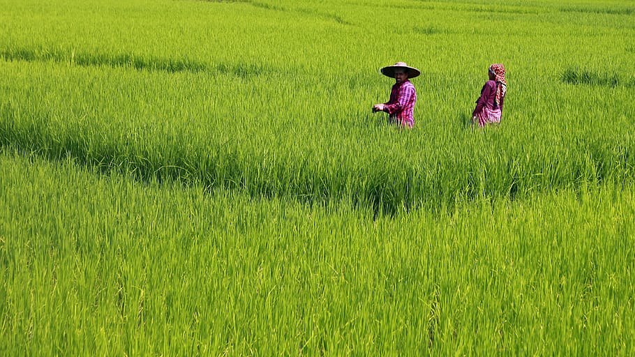 nepal, pokhara, plant, green color, land, field, grass, agriculture HD wallpaper