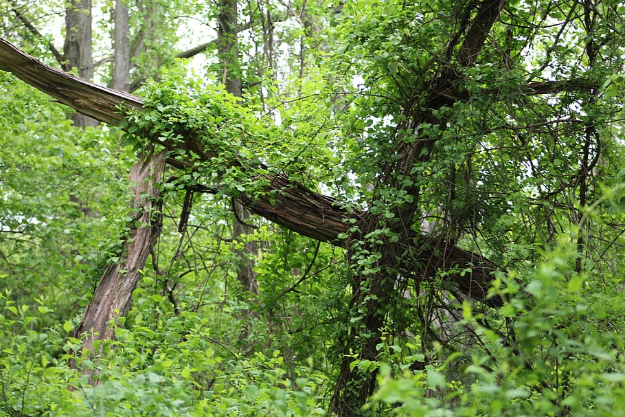 united states, upperco, tree, forest, green, plant, green color HD wallpaper