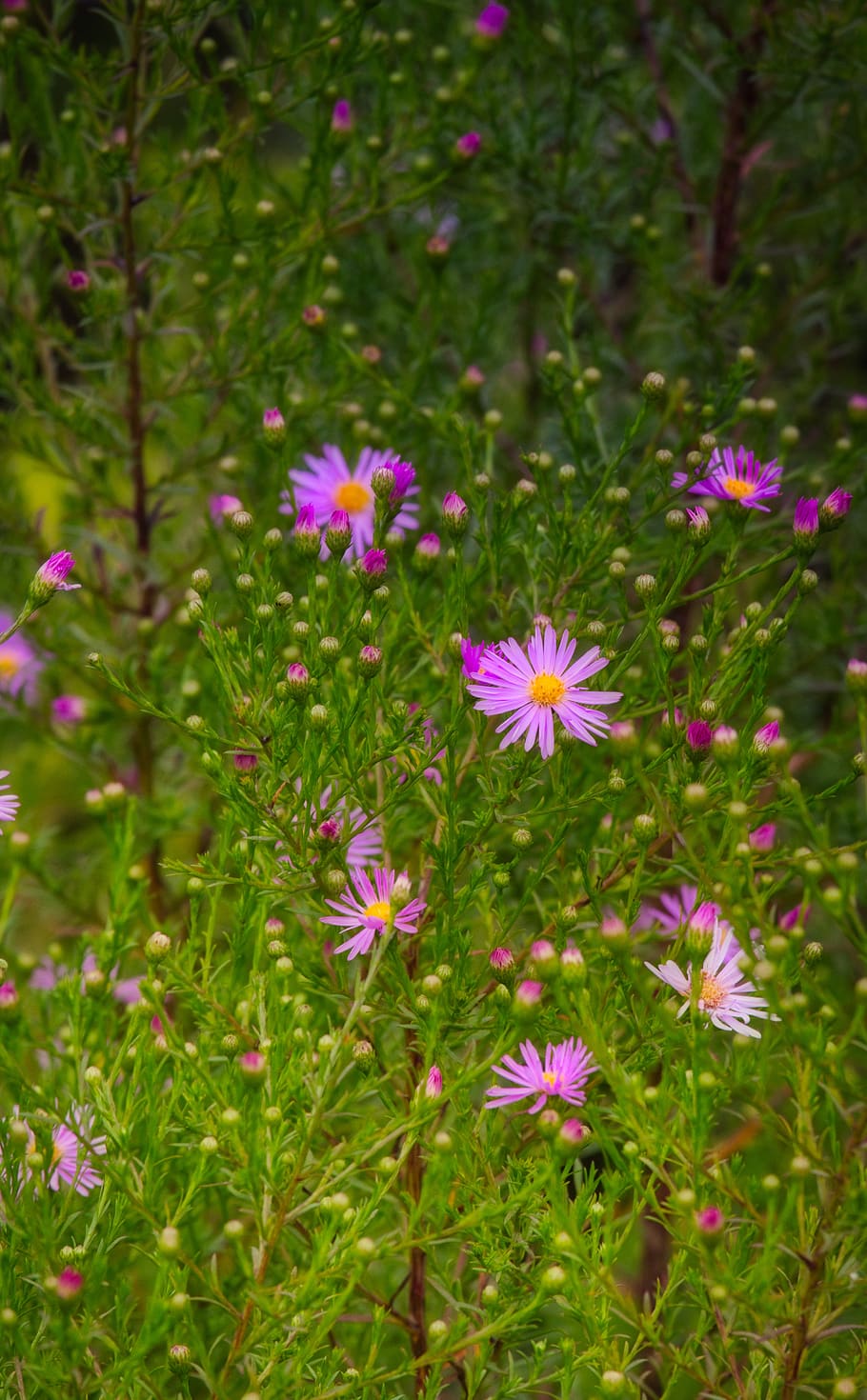 asters, pink, flower, composites, herbstastern, autumn, fall asters HD wallpaper