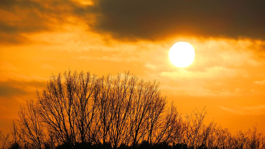 sunset, tree, abendstimmung, sky, beauty in nature, scenics - nature HD wallpaper