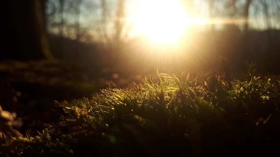 sun, forest, moss, light, trees, green, nature, evening, sunset HD wallpaper
