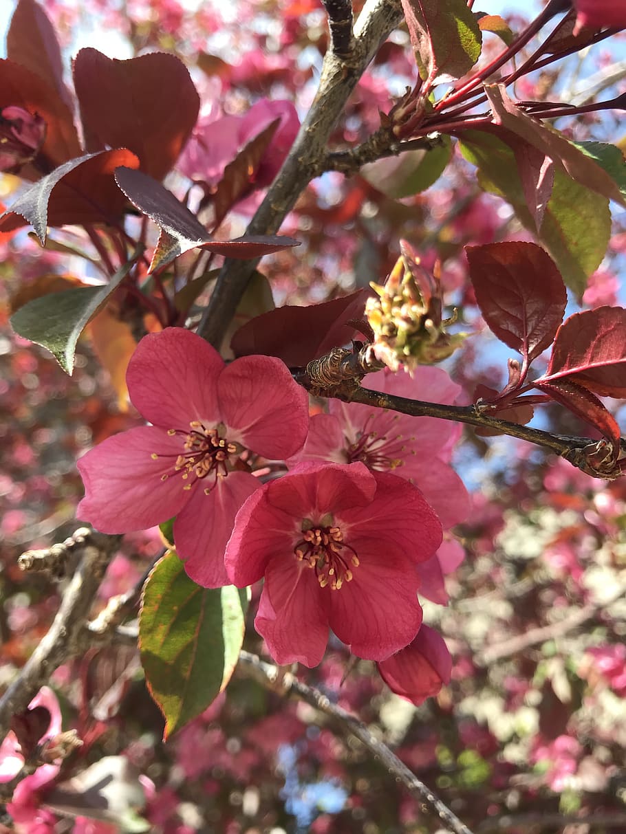 blossoms, flowers, plants, flowering plant, fragility, freshness HD wallpaper