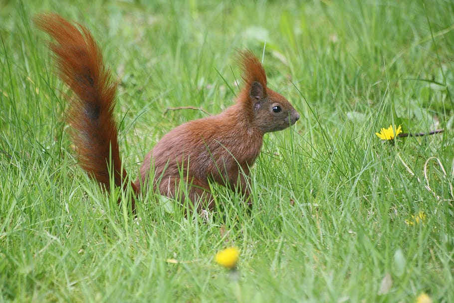meadow, spring, animal, squirrel, hh, hamburg, hamburgensien HD wallpaper