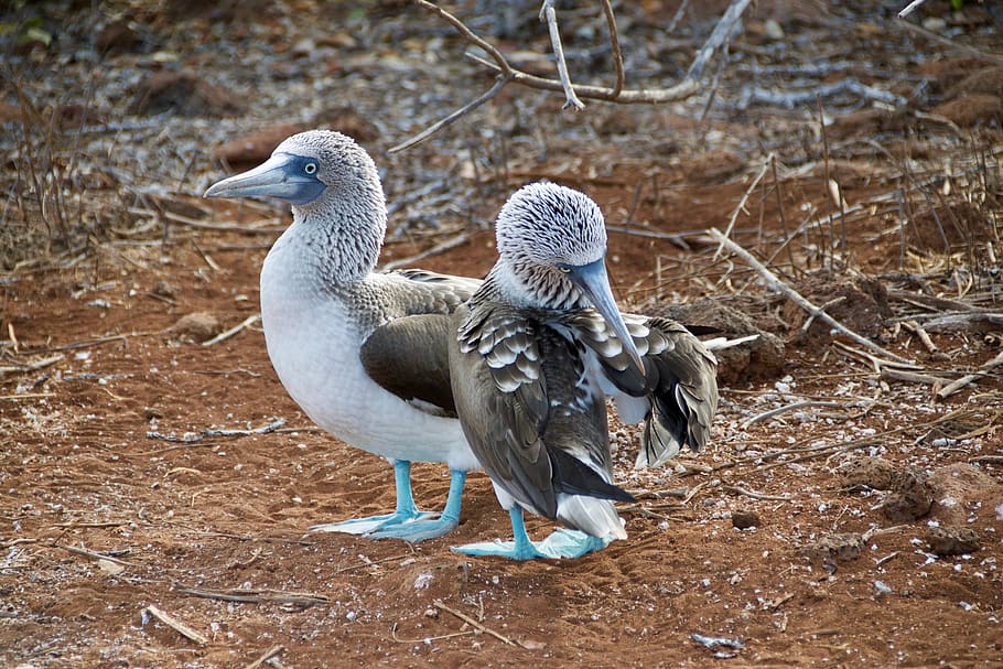 two birds on the ground, animal, animal themes, vertebrate, animal wildlife HD wallpaper