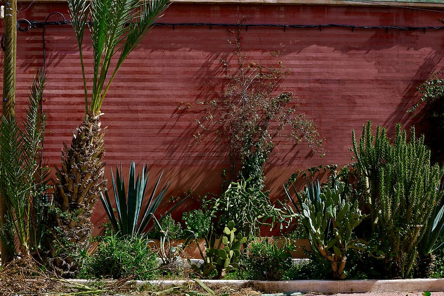 morocco, marrakesh, marrakech, shadows, cactus, travel, plants, HD wallpaper