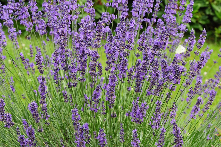 lavender, summer, violet, plant, flower, purple, lavender flowers HD wallpaper