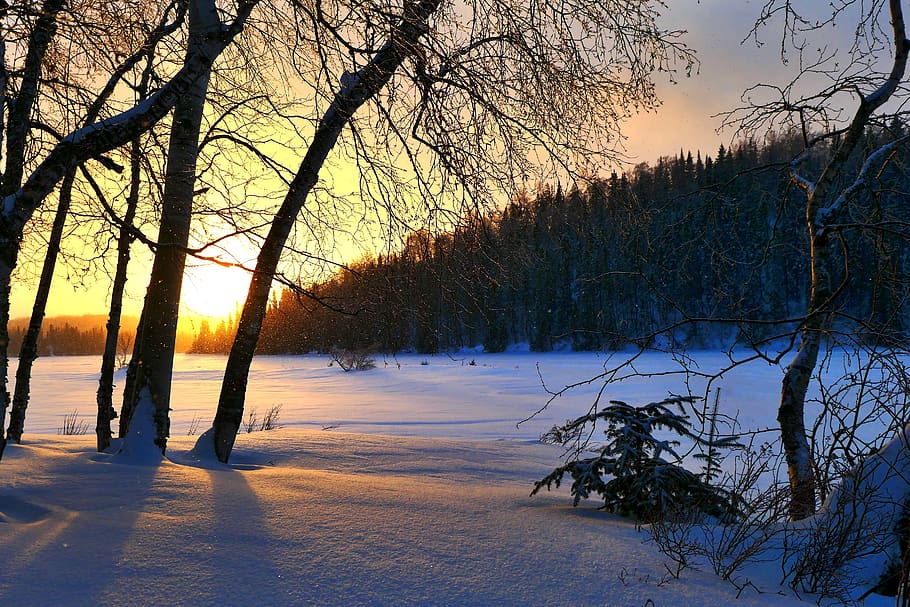 sunset, winter, nature, sky, cold, trees, twilight, colors HD wallpaper