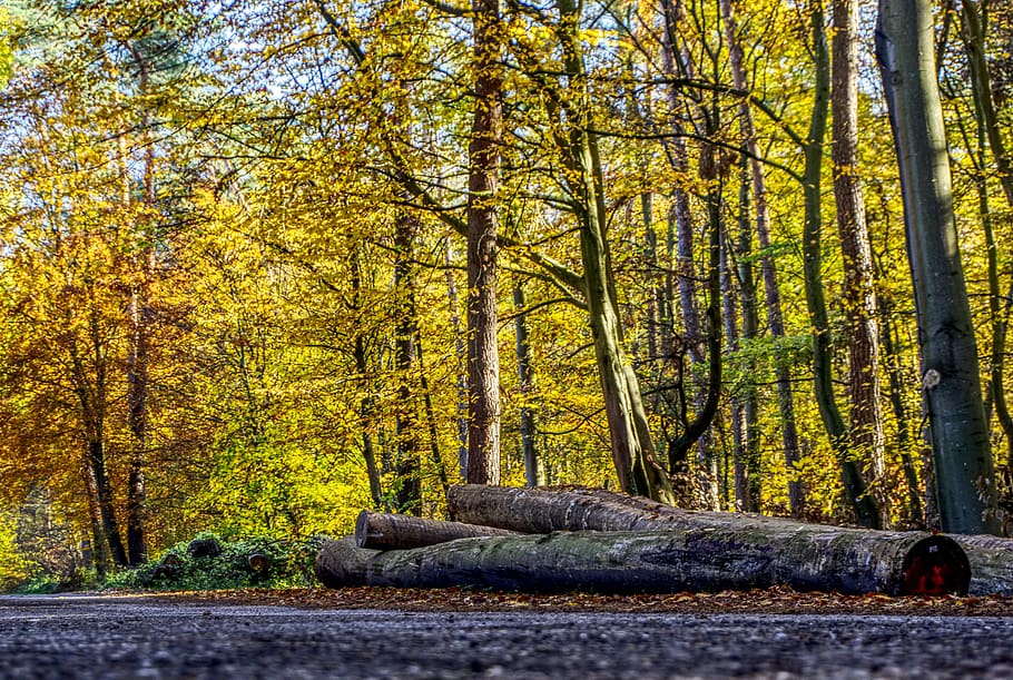 forest, trees, leaves, autumn, mood, light, landscape, nature HD wallpaper