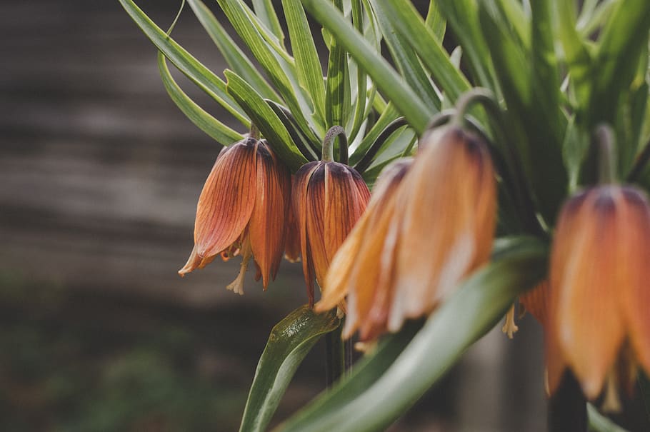 Red Flower Buds in Tilt Shift Lens Shot, bloom, blooming, blossom HD wallpaper