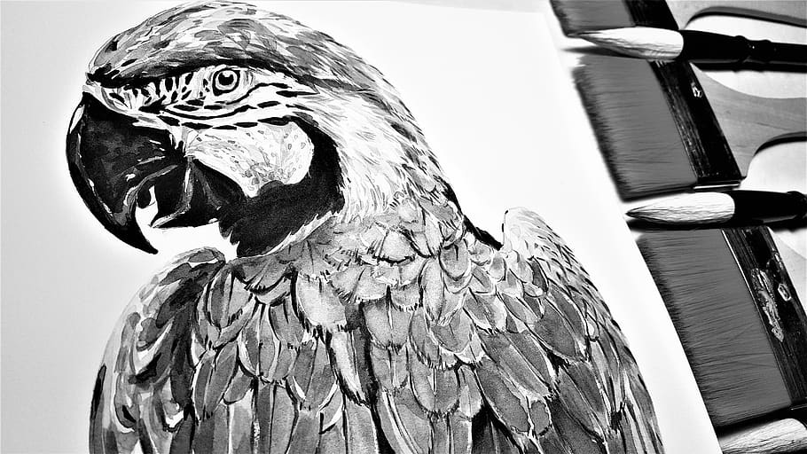 parrot, macaws, brush, animal, nature, bird, art, painting HD wallpaper