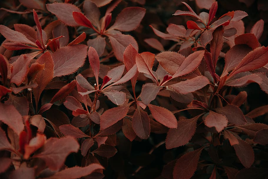 Close-up Photo Of Red Leaves, plant, leaf, plant part, no people HD wallpaper