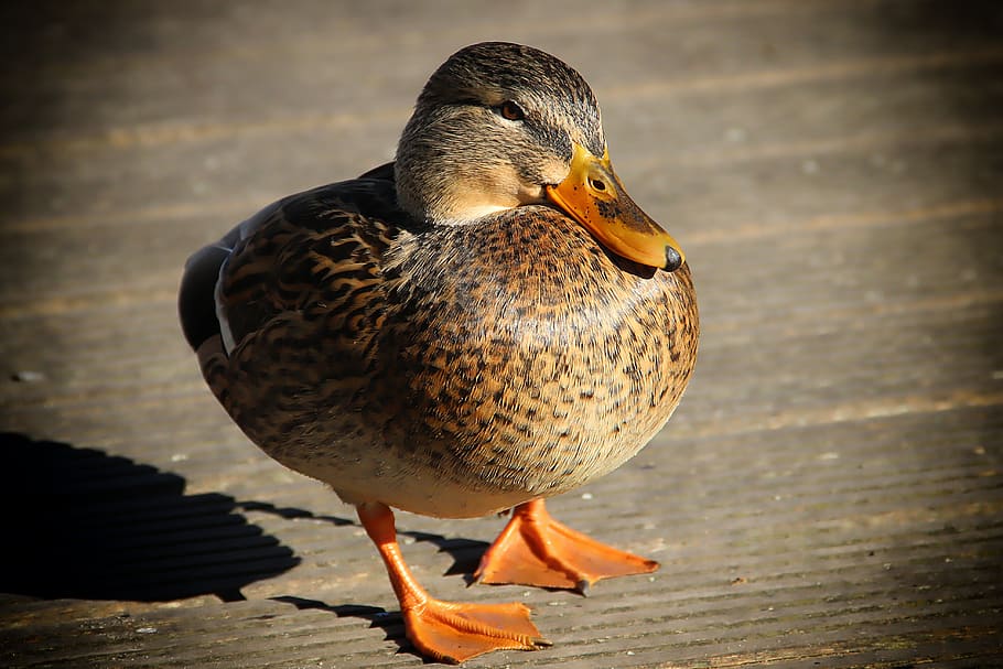 duck, bird, web, animal, nature, water bird, bill, animal world HD wallpaper