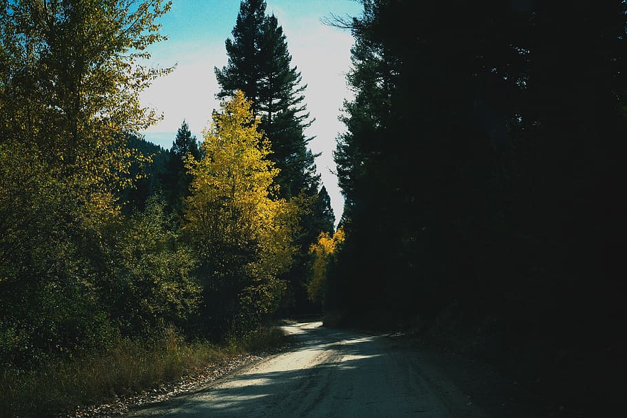 tree, nature, forest, outdoor, mountain, light, road, sunlight HD wallpaper