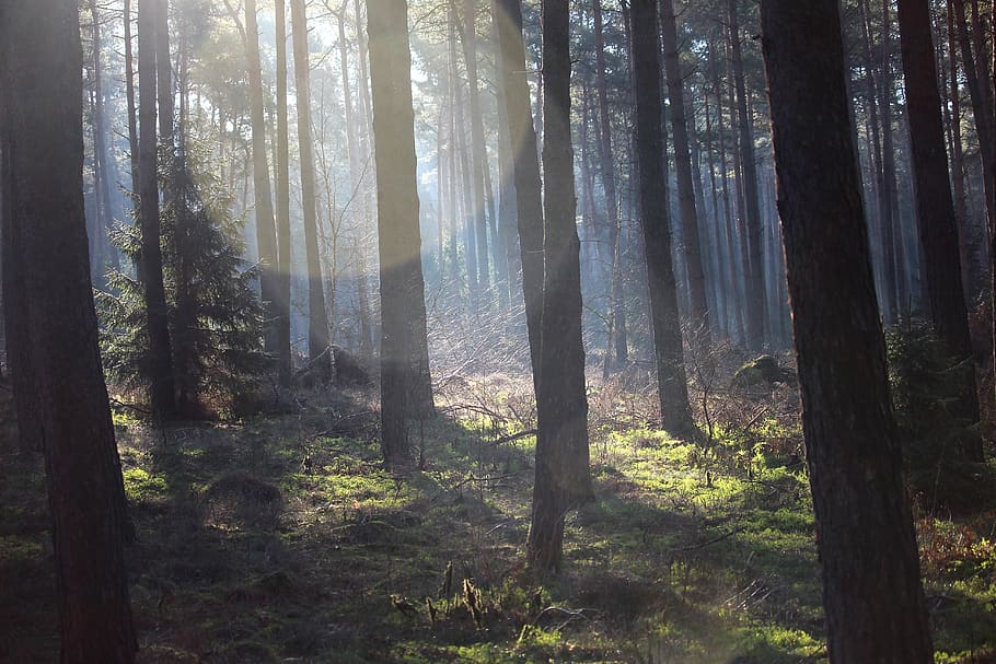 forest, spring, green, silent, live, lichtspiel, mystical, tree HD wallpaper