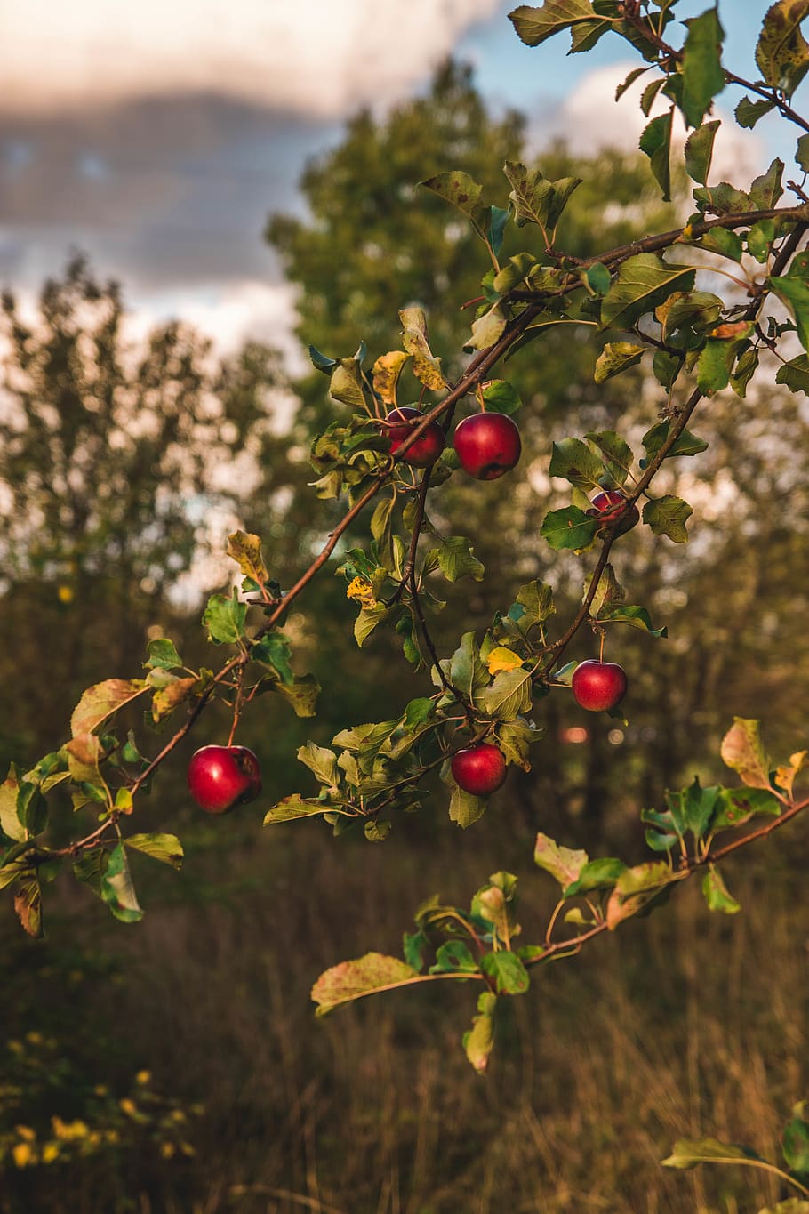 Close-up Photography of Apple Tree, apples, blurred background HD wallpaper