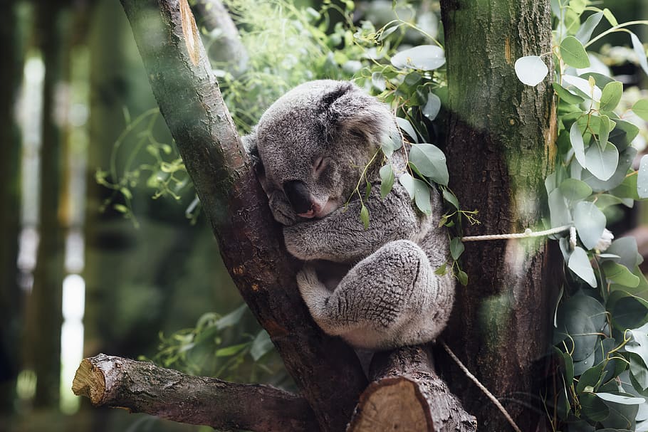 koala sleeping on tree branch, animal themes, plant, animal wildlife HD wallpaper