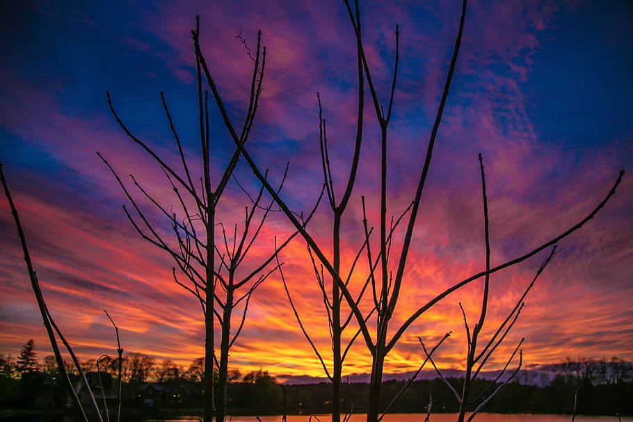 bare trees during sunset, nature, outdoors, sky, dusk, dawn, red sky HD wallpaper
