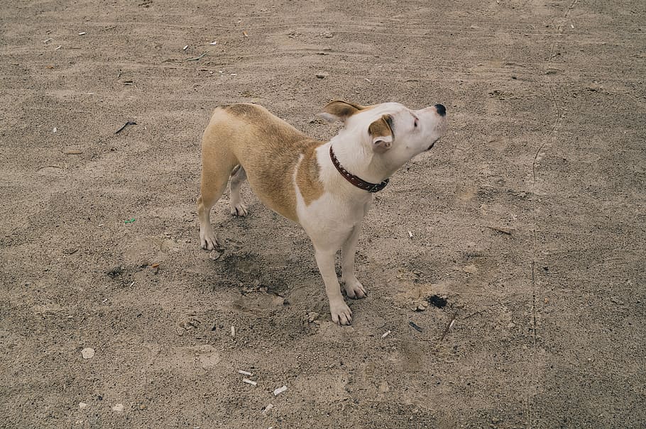 dog, sand, mammal, one animal, animal themes, domestic animals HD wallpaper